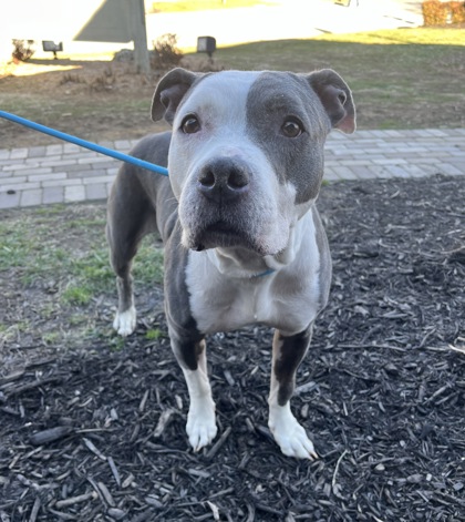 Stormy - Young-Williams Animal Center