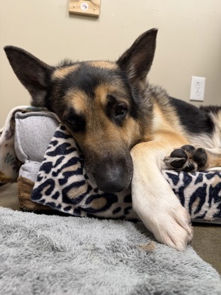 German Shepherd