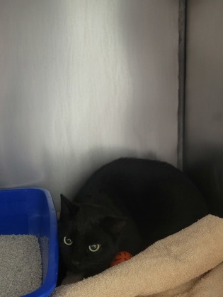 View Blizzard the Cat Photo #1