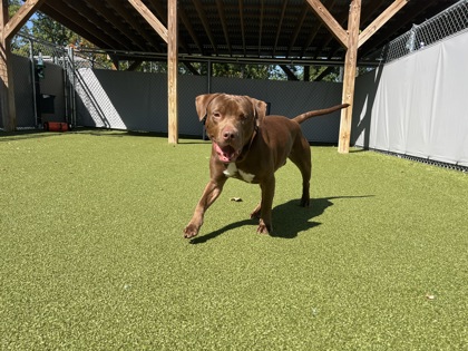View Kane (bonded With Chase) the Dog Photo #2