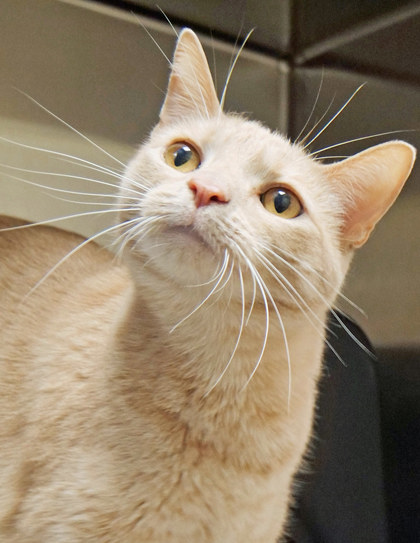 View Apricot Jam the Cat Photo #2