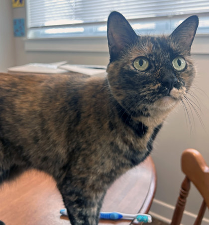 View Margo (in Foster) the Cat Photo #2