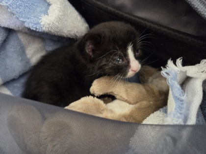 Help Rehome This Cat Cat