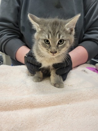 Help Rehome This Cat Cat