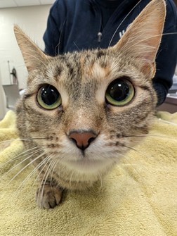 View Judie (in Foster) the Cat Photo #1