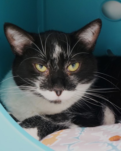 Learn More About Marshmellow