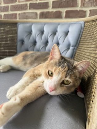 View Beignet the Cat Photo #2
