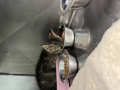 Help Rehome This Cat Cat