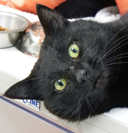 View Tucan the Cat Photo #2