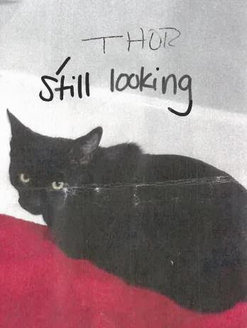 View Lost Cat Photo #1