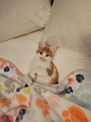 View Lost Cat Photo #1