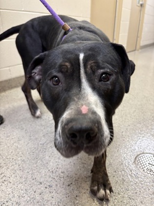 View Tamara the Dog Photo #1