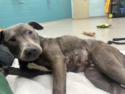 View Lyra the Dog Photo #1