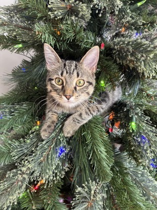 View Timmy the Cat Photo #3