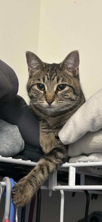 View Lost Cat Photo #1