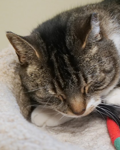 Learn More About Tito