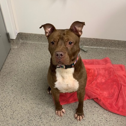 View Sheila the Dog Photo #1