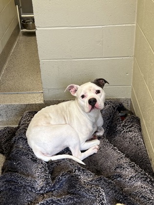 View Little Boo (in Foster) the Dog Photo #1