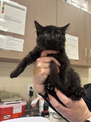 Help Rehome This Cat Cat