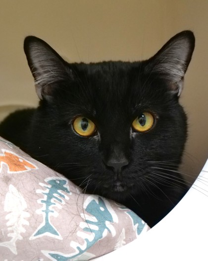 Learn More About Moondancer