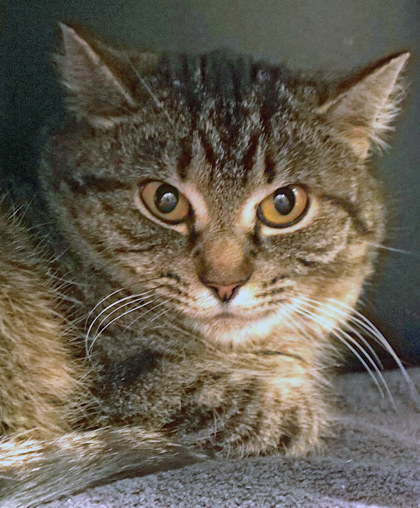 Learn More About Giggleboops (in Foster)