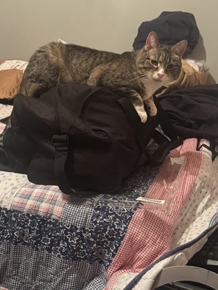 Have You Seen Tonks? Cat