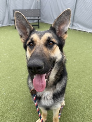 View Claire the Dog Photo #2