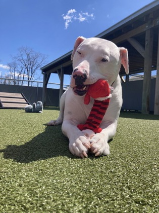 View Barley the Dog Photo #1