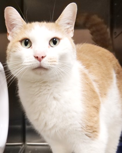 THE MUFFIN MAN - Domestic Shorthair / Mix available for adoption