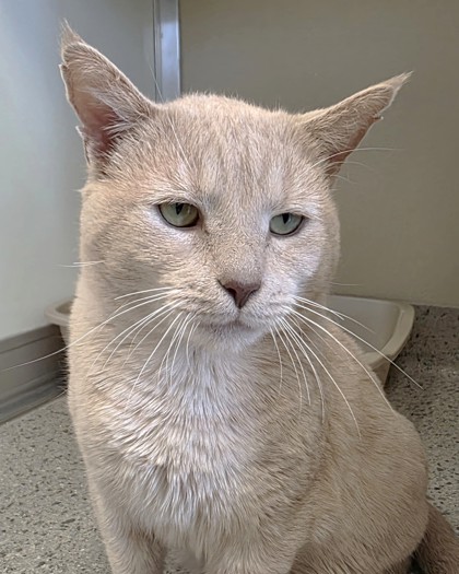 View Mighty Mouse the Cat Photo #1