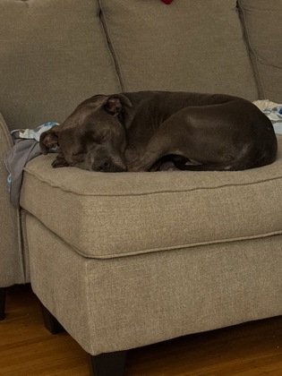 View Whalebert (in Foster) the Dog Photo #2