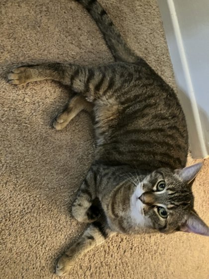 Cat