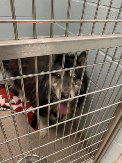 View Balto the Dog Photo #2