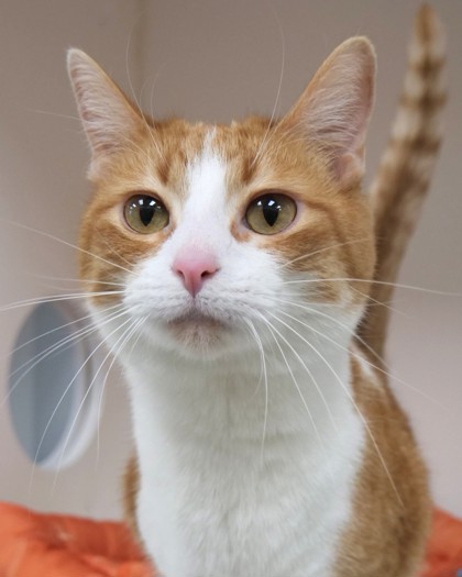 View Ivy the Cat Photo #1