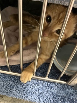 View Tambourine (in Foster) the Cat Photo #1