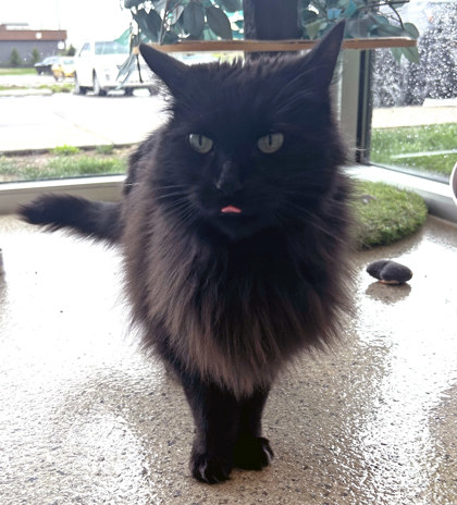 View Binky (in Foster) the Cat Photo #1