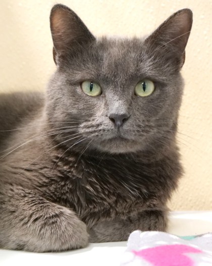 AURORA - Domestic Shorthair / Mix available for adoption