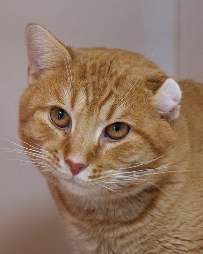 View Dennis (in Foster) the Cat Photo #1