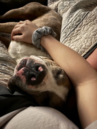 View Draco Malfoy (in Foster) the Dog Photo #1