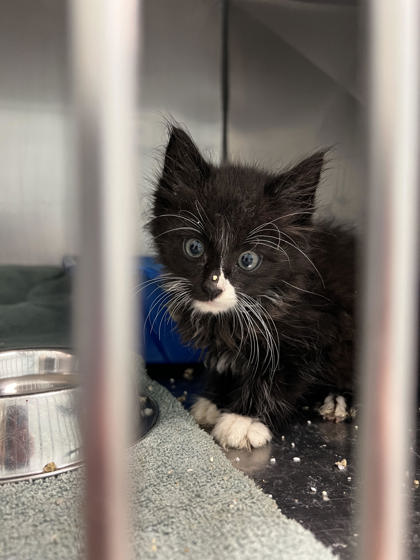 Help Rehome This Cat Cat