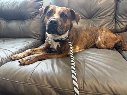 View Nova the Dog Photo #1