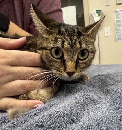 View Puddle the Cat Photo #1