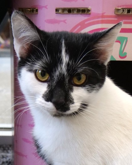 Learn More About Akame