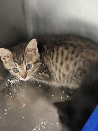 Help Rehome This Cat Cat