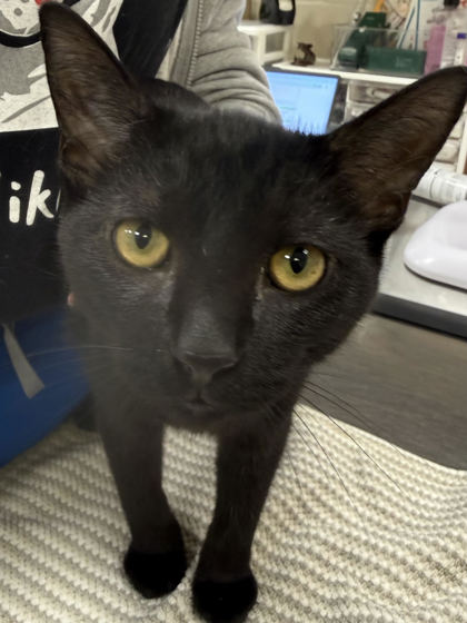 Help Rehome This Cat Cat