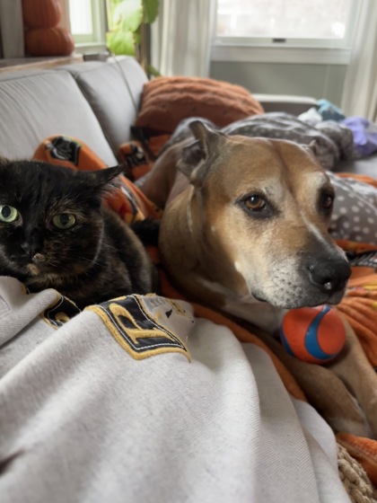 View Jasmine (in Foster) the Dog Photo #2