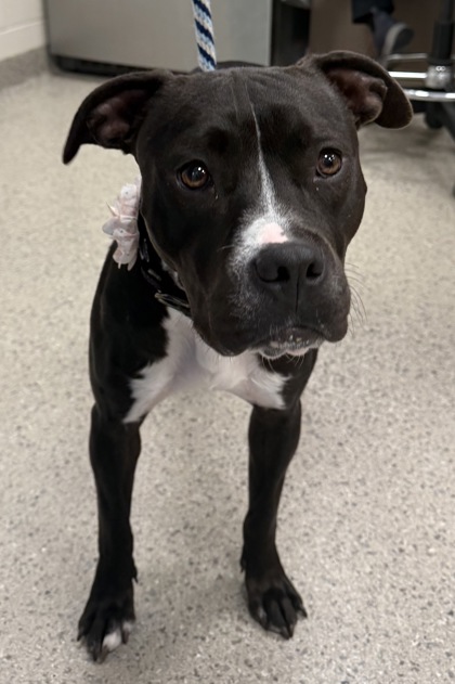 Learn More About Phoebe (in Foster) Photo of Phoebe (in foster)