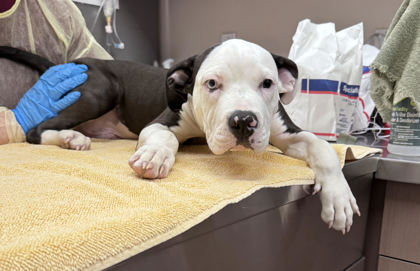 Help Rehome This Dog Dog