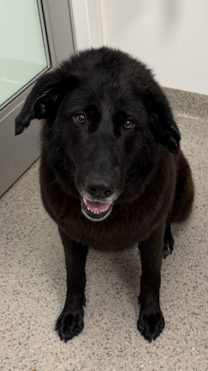 View Luna Selene the Dog Photo #1