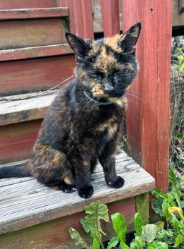 View Baby Buttercup (in Foster) the Cat Photo #1